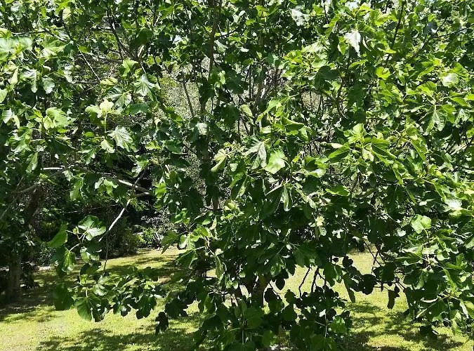 فندق مبيت وإفطار Umbria Country 3*